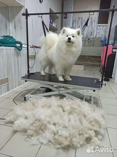 Груминг собак крупных пород. Экспресс-линька