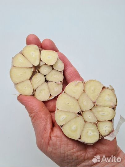 Чеснок яровой на посадку от 5кг