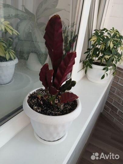Калатея лансифолия