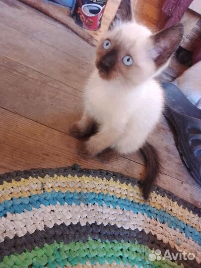 Котята в добрые руки бесплатно