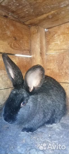 Кролики мясных пород
