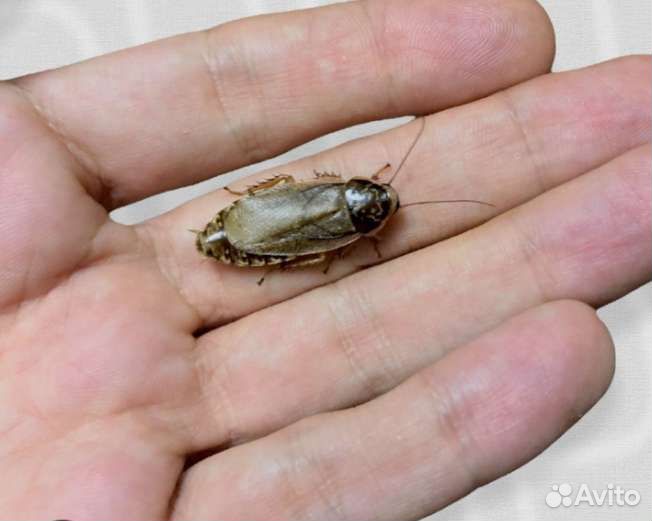 Кормовые насекомые:тараканы