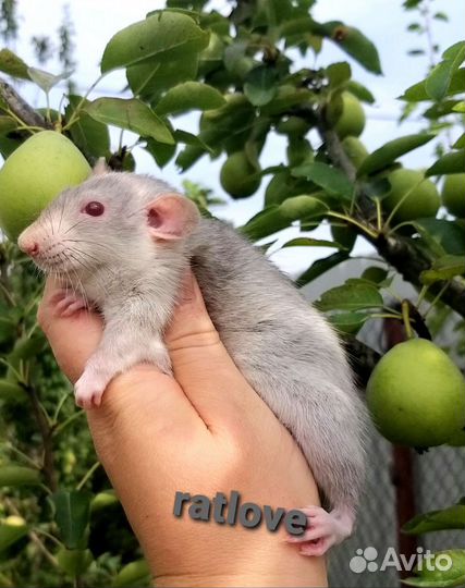Крысята мальчики