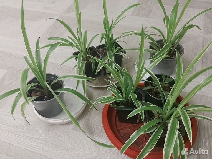 Хлорофитум