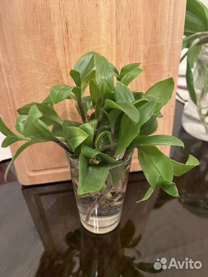 Традесканция зеленая