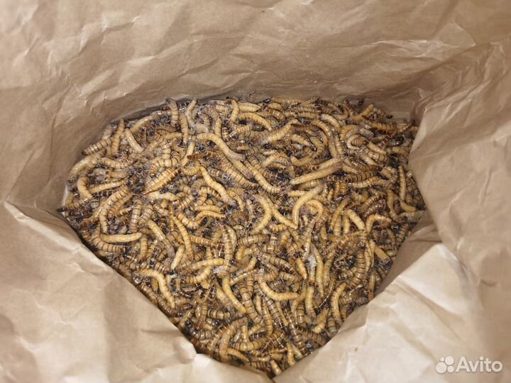 Зофобас замороженный