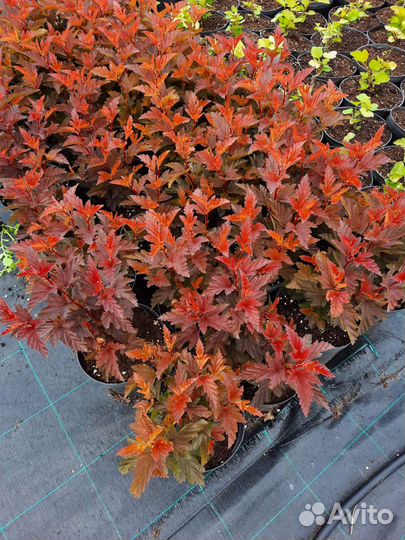 Пузыреплодник калинолистный Лютеус, Диабло Дор