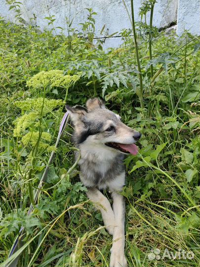 Собака улыбака из приюта ждёт свою семью