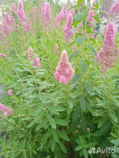 Многолетнее растение