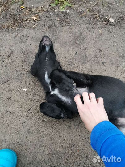 Щенок бесплатно
