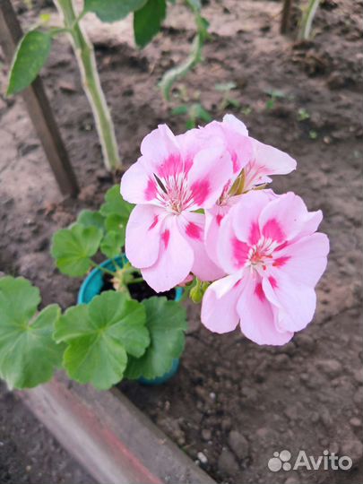 Пеларгония герань