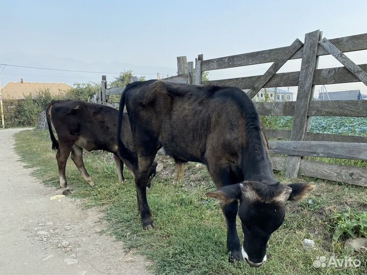 Бычки и телочка