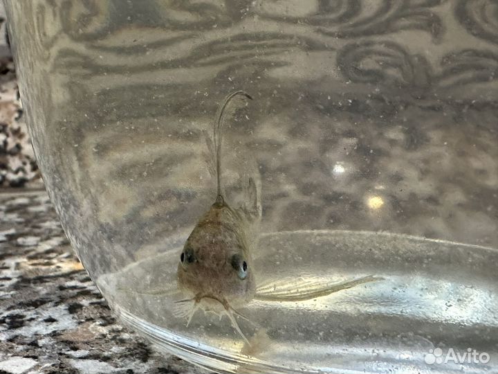 Сом коридорас