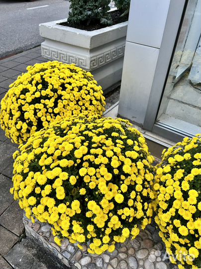 Многолетние цветы