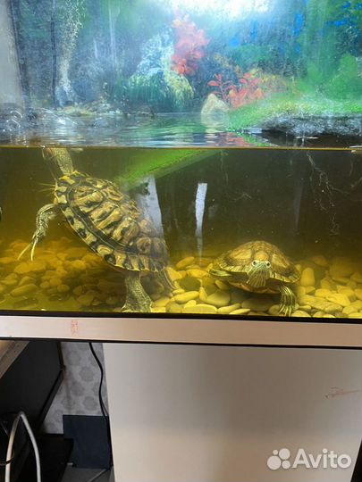 Красноухая черепаха с аквариумом
