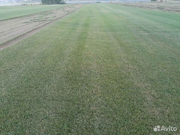 Рулонный газон /продажа/укладка