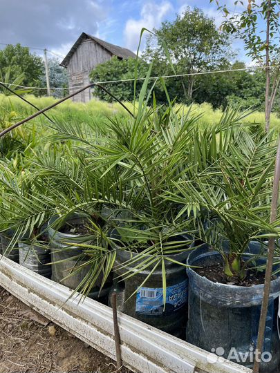 Финиковая пальма