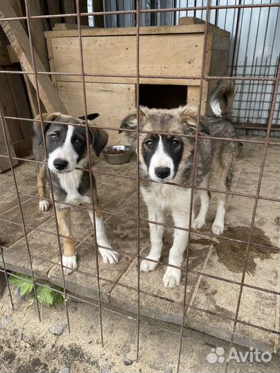 Щенки бесплатно