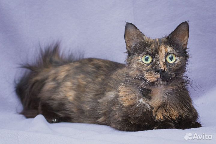 Инди красотка из трущоб