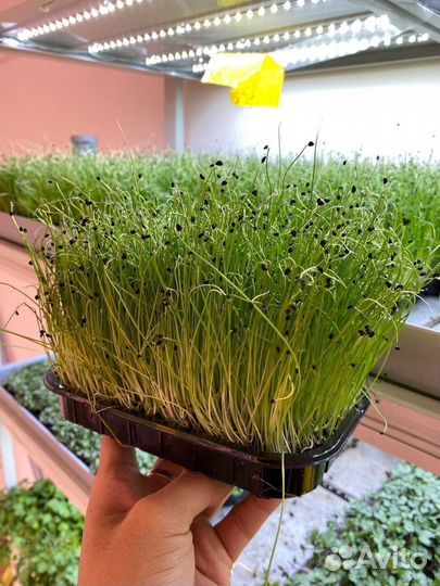 Семена для микрозелени с бесплатной доставкой