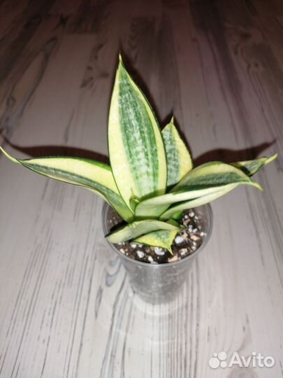 Сансевиерия ханни Голд