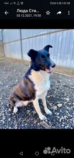 Собака в добрые руки отдам бесплатно