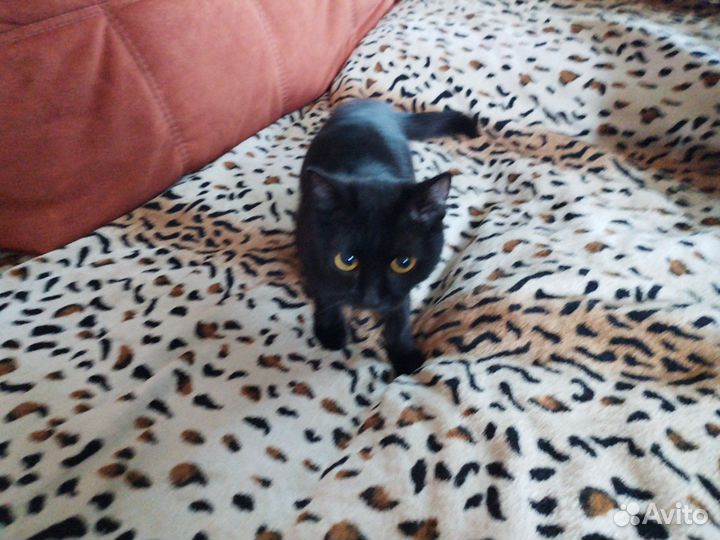 Отдам котика