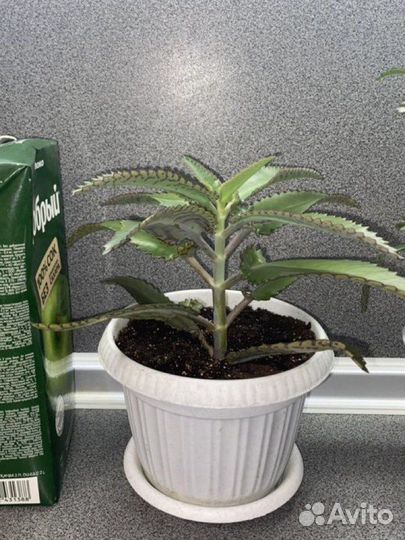 Каланхоэ лечебное