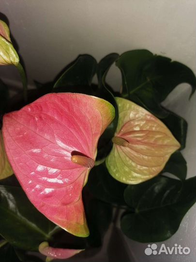 Грунт для антуриума, на 3л