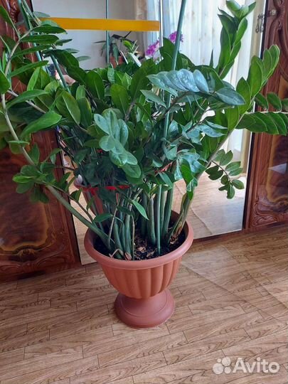 Замиокулькас