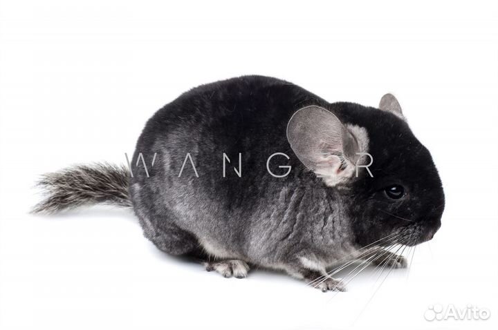 Шиншилла окраса 