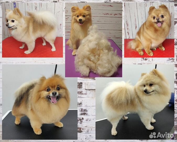 Груминг. Стрижка/тримминг собак и кошек