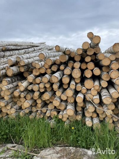 Береза кругляк