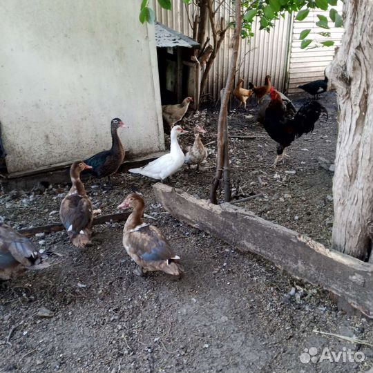 Мускусные утки тяжелые линии