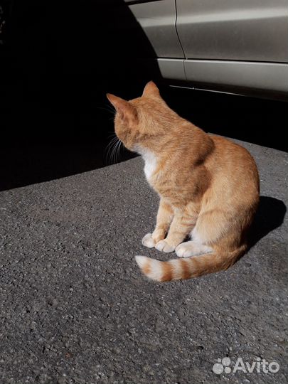 Продажа кота