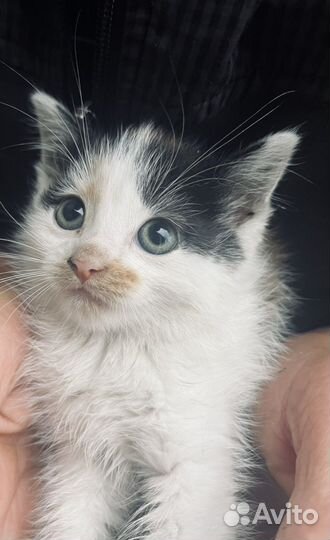 Котята мейкун
