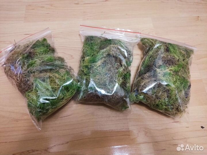 Мох сфагнум живой