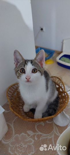 Котенок девочка в добрые руки