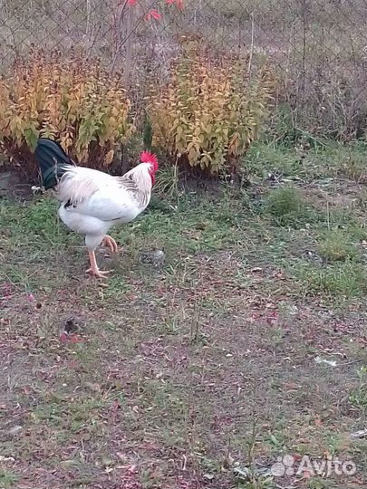 Петухи доминанты