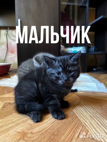 Котята