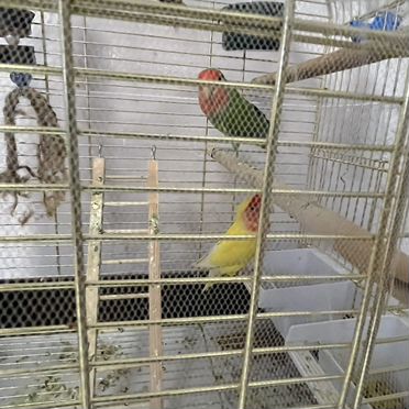 Попугай неразлучники