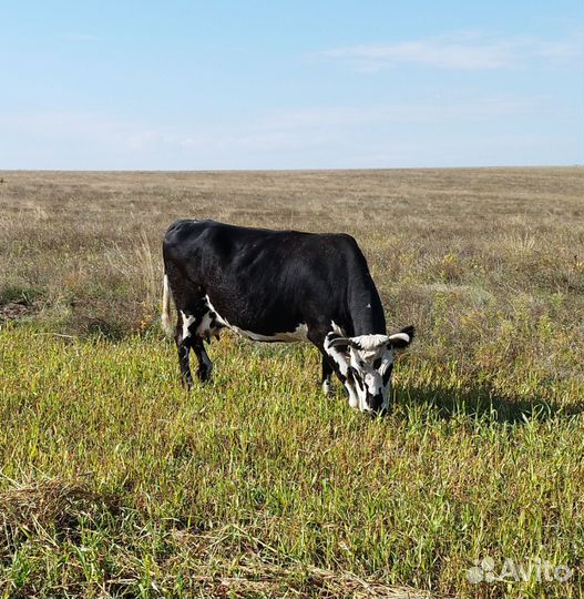 Корова дойная