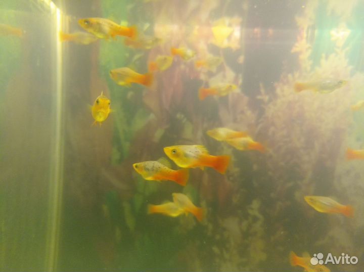 Аквариумные рыбки