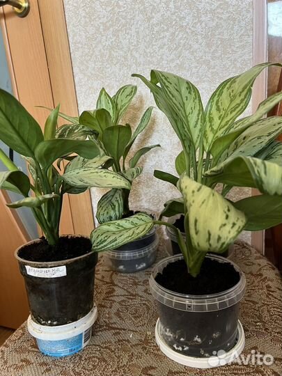 Комнатные растения