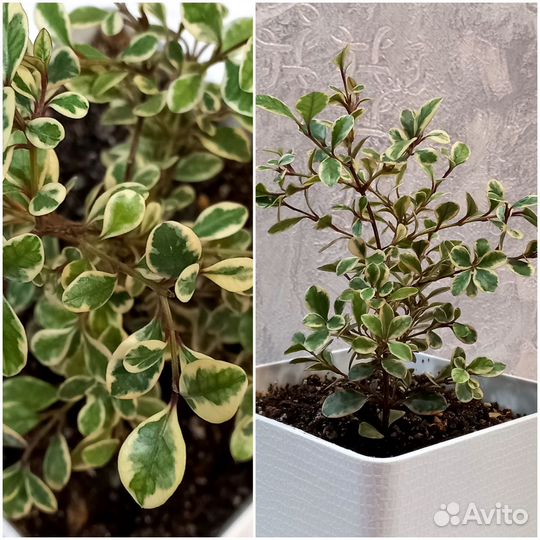 Лофомиртус Магический и Красный дракон