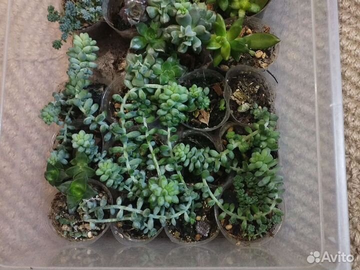 Суккуленты