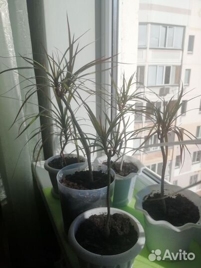 Продам цветы комнатные