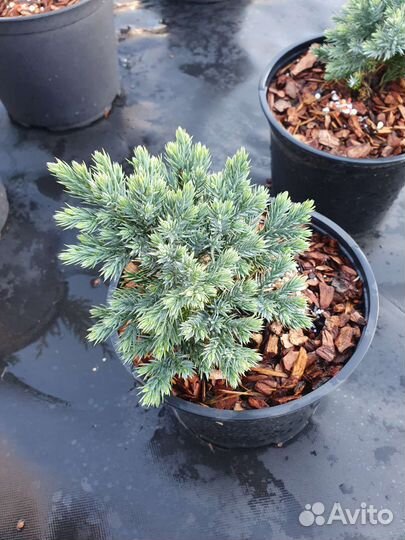 Можжевельник Блю Стар