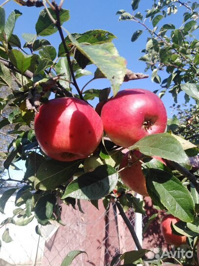 Яблоки