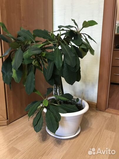 Королевская пеларгония